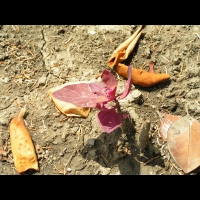 Arroche Rouge - Atriplex hortensis (Chenopodiacees)(02)